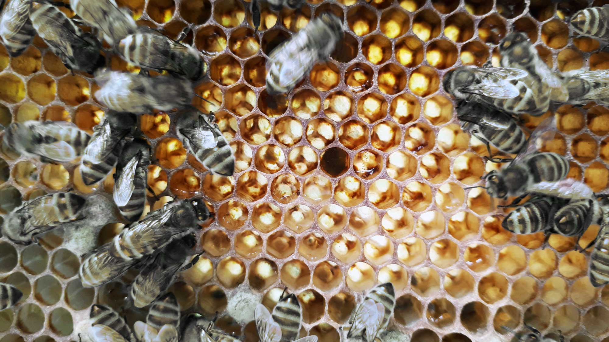 CONTAO_NATURE_THEME_Bienen-auf-Honigwaben